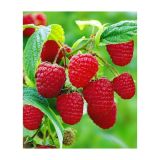 Malina MALLING HAPPY ® kont 2 / 30-40 - Malina MALLING HAPPY ® kont 2 / 30-41