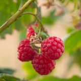 Malina MALLING PASSION ® kont 2 / 30-40 - Malina MALLING PASSION ® kont 2 / 30-41