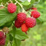 Malina MALLING PROMISE kont P15 / 65+ - Malina MALLING PROMISE kont P15 / 65+