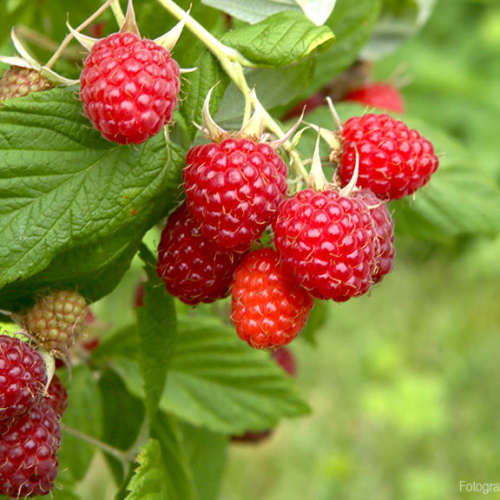 Malina MALLING PROMISE kont P15 / 65+