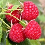 Malina ZEWA III remont. / FLORMAX kont - Malina ZEWA III remont. / FLORMAX kont