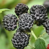 Malina čierna BLACK JEWEL kont 2 / 30-40 - Malina čierna BLACK JEWEL kont 2 / 30-41