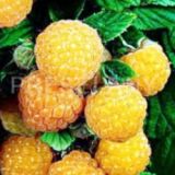 Malina žltá FALLGOLD kont 2 / 30-40 - Malina žltá FALLGOLD kont 2 / 30-41