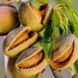 Mandľa / DEMETER - Mandľa / DEMETER