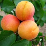 Marhuľa VEĽKOPAVLOVICKÁ - Marhuľa VEĽKOPAVLOVICKÁ