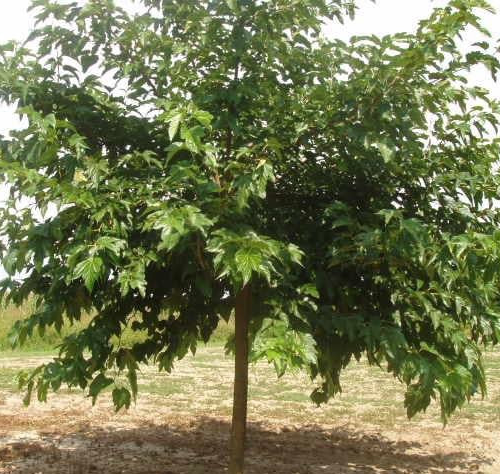 Moruša MORUS ALBA MONTE NEGRO kont / 250-300