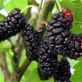 Moruša MORUS ILLINOIS EVERBEARING kont - Moruša ILLINOIS EVERBEARING