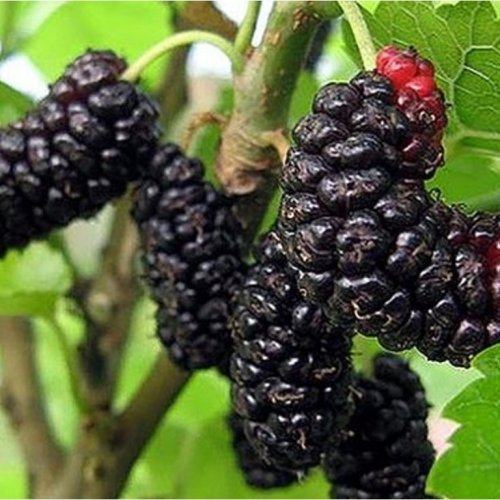 Moruša MORUS ILLINOIS EVERBEARING kont