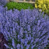 NEPETA (druhy) - Kocúrnik