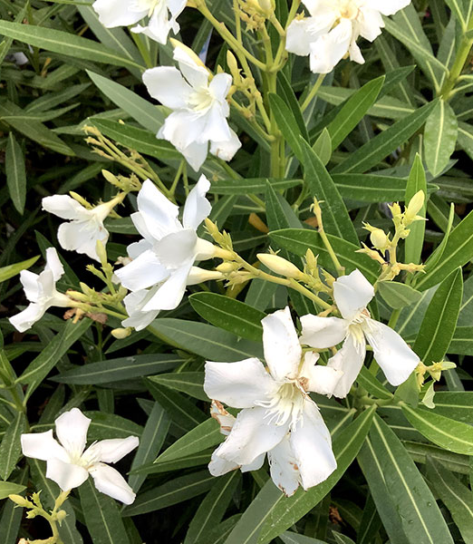 NERIUM OLEANDER BIANCO (biely) - Oleander obyčajný BIELY