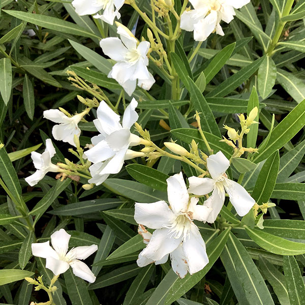 Nerium Oleander Bianco (Biely) - Oleander Obyčajný Biely