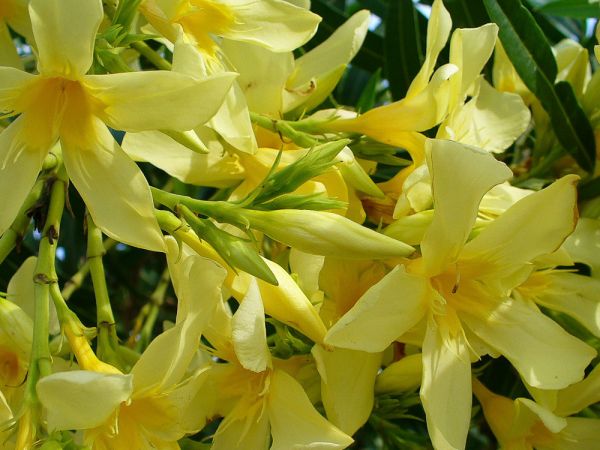 Nerium Oleander Giallo (Žltý) - Oleander Obyčajný Giallo