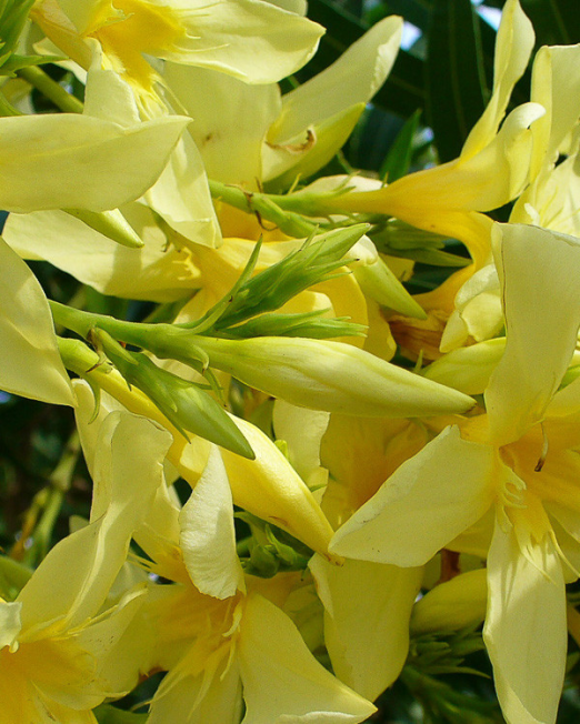 NERIUM OLEANDER GIALLO (žltý) - Oleander obyčajný GIALLO