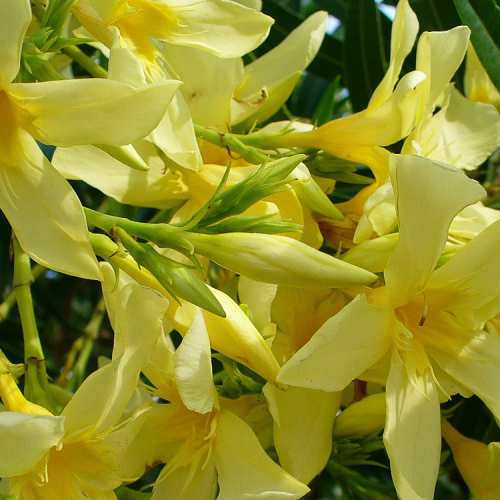 NERIUM OLEANDER GIALLO (žltý)