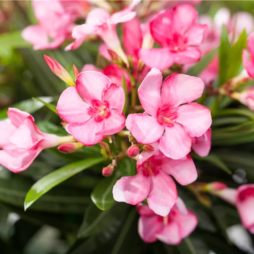 NERIUM OLEANDER ROSA (ružový) kont 10 / 60-80