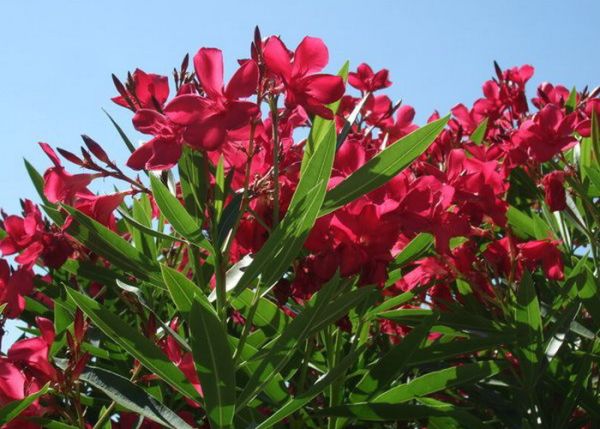 Nerium Oleander Rosso (Červený) Kont 10 / 60-80 - Oleander Obyčajný Rosso