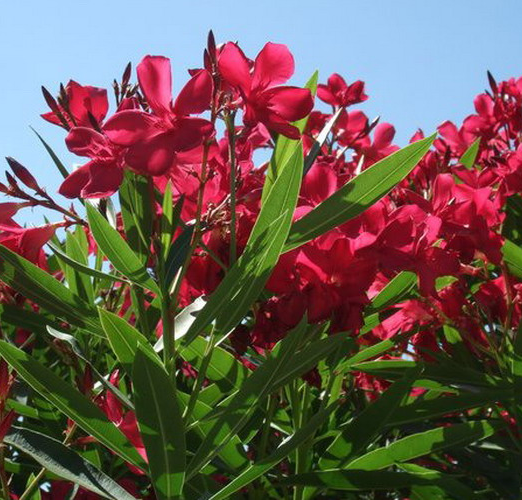 NERIUM OLEANDER ROSSO (červený) kont 10 / 60-80 - Oleander obyčajný ROSSO