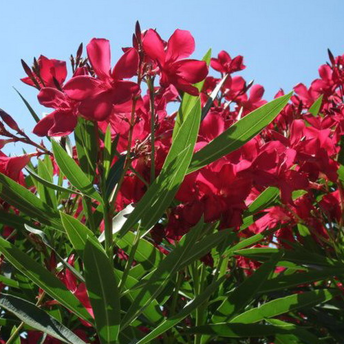 NERIUM OLEANDER ROSSO (červený) kont 10 / 60-80