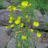 OENOTHERA (druhy) kont P9 - Púpalka