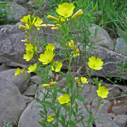 OENOTHERA (druhy) kont P9