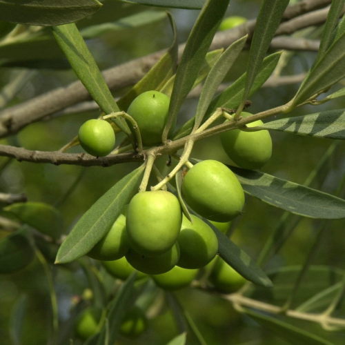 OLEA EUROPAEA