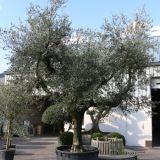 OLEA EUROPAEA FORMA TOSCANA kont 35 / 12-14 / štandard - Oliva EURÓPSKA FORMA TOSCANA