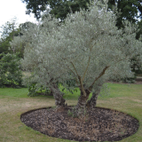 OLEA EUROPAEA - Oliva EURÓPSKA