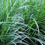 OPHIOPOGON - Bradník