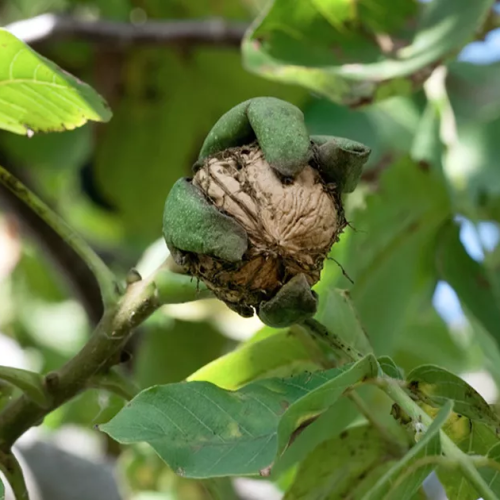 Orech JUGLANS REGIA APOLLO kont / 08-10 / štandard