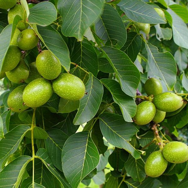 Orech Juglans Regia Broadview Kont / 08-10 / Štandard - Orech Vlašský Regia Broadview Kont / 08-10 / Štandard