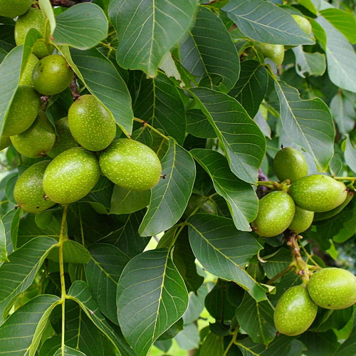 Orech JUGLANS REGIA BROADVIEW kont / 08-10 / štandard