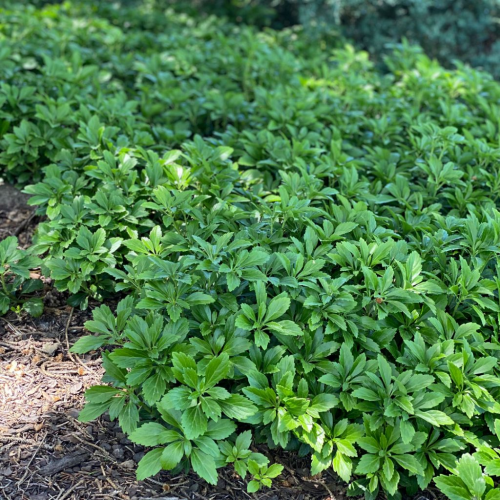 PACHYSANDRA TERMINALIS GREEN CARPET kont P9