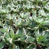 PACHYSANDRA TERMINALIS SILVER EDGE kont 1 / 10-15 - Pachysandra VRCHOLOVÁ SILVER EDGE