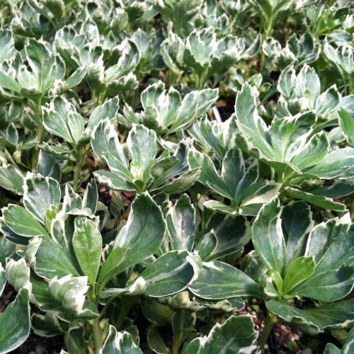 PACHYSANDRA TERMINALIS SILVER EDGE kont 1 / 10-15