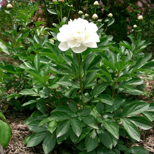 PAEONIA LACTIFLORA (druhy)