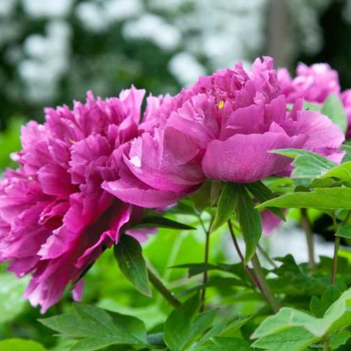 PAEONIA SUFFRUTICOSA