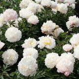 PAEONIA / VICTORIA kont - Pivónia