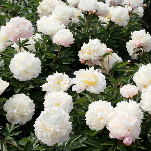 PAEONIA / VICTORIA kont