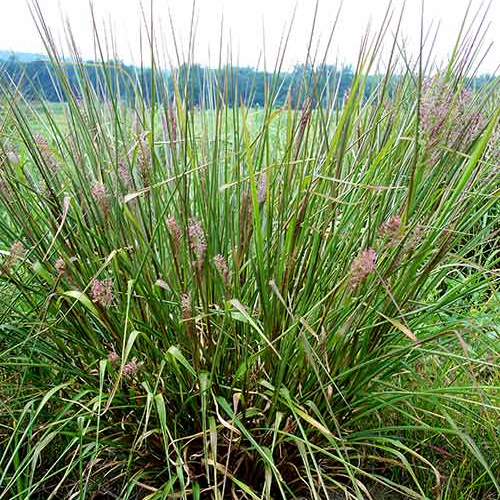 PANICUM (druhy)