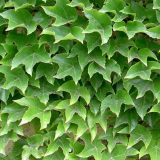 PARTHENOCISSUS TRICUSPIDATA VEITCHI ROBUSTA - Pavinič TROJLALOČNÝ VEITCHI ROBUSTA