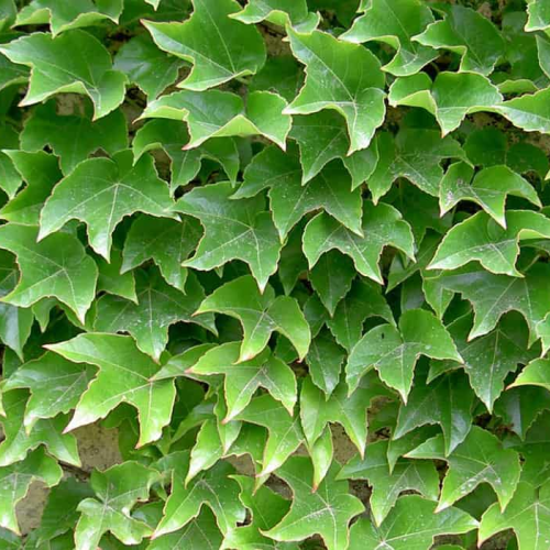 PARTHENOCISSUS TRICUSPIDATA VEITCHI ROBUSTA