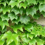 PARTHENOCISSUS TRICUSPIDATA VEITCHII - Pavinič TROJLALOČNÝ VEITCHI
