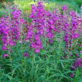 PENSTEMON (druhy) kont P12 - Dráčik