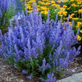 PEROVSKIA ATRIPLICIFOLIA BLUE SPIRE kont  / 60-80 - Perovskia ĽADOVOLISTÁ BLUE SPIRE