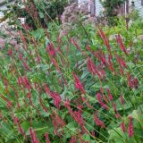 PERSICARIA (druhy) kont P12-13 - Hadovník