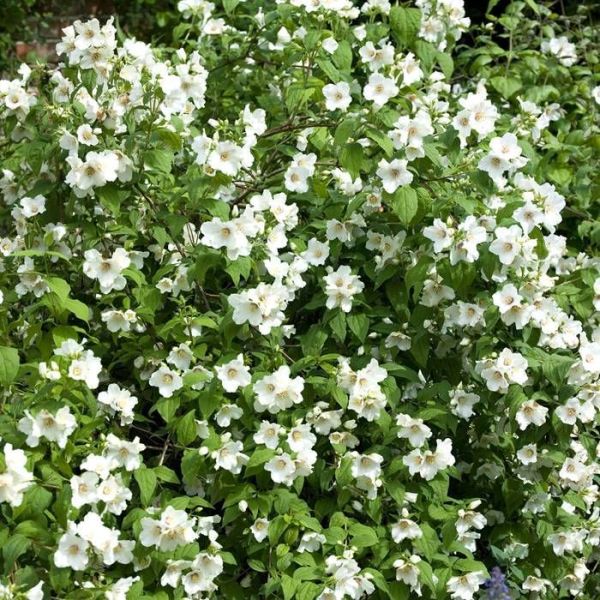 Philadelphus Belle Etoile Kont 2 / 30-40 - Pajazmín