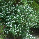 PHILADELPHUS BOUQUET BLANC kont P13 - Pajazmín