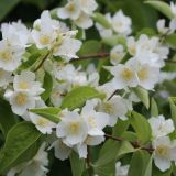 PHILADELPHUS LEMONEI kont 2 /  40-60 - Pajazmín