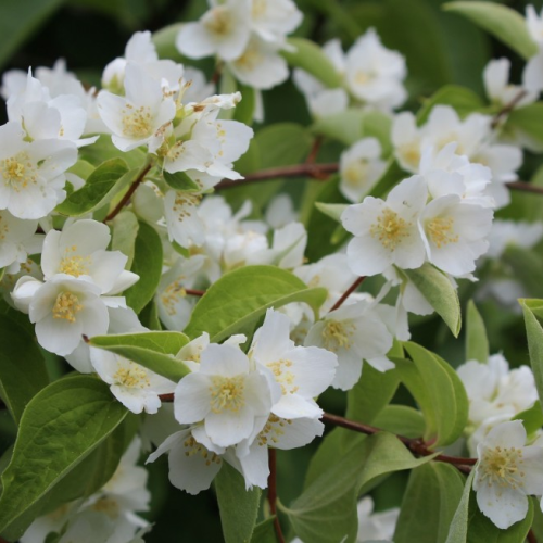 PHILADELPHUS LEMONEI kont 2 /  40-60