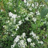 PHILADELPHUS VIRGINAL - Pajazmín